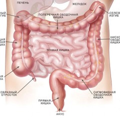 Дизбактериозы различных органов кишечника симптомы