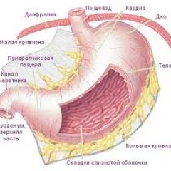 Механическая язва в желудке thumbnail