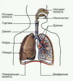 Что нужно делать если подавился