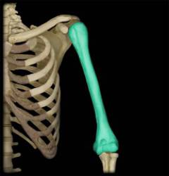 При переломе плечевой кости фиксируют суставы