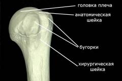 При переломе плечевой кости фиксируют суставы