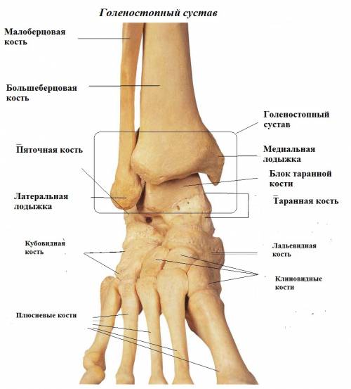 Голеностопный сустав левой ноги. Кости голеностопного сустава анатомия. Латеральная лодыжка голеностопного сустава. Строение стопы и голеностопного сустава анатомия.