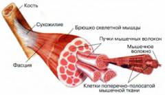 Миалгия что это за болезнь симптомы и причины лечение. Смотреть фото Миалгия что это за болезнь симптомы и причины лечение. Смотреть картинку Миалгия что это за болезнь симптомы и причины лечение. Картинка про Миалгия что это за болезнь симптомы и причины лечение. Фото Миалгия что это за болезнь симптомы и причины лечение