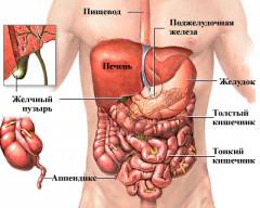 Что находится справа внизу живота у женщины и почему болит