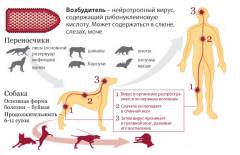 Укусы животными когда необходимы прививки