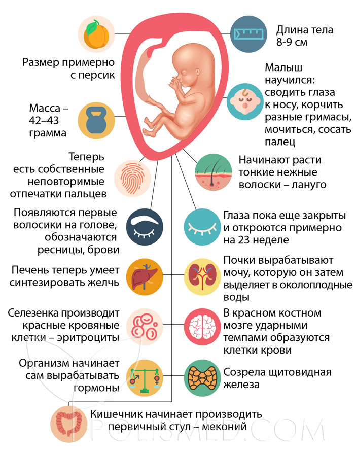 14 неделя беременности боли в животе. Зародыш на 14 неделе беременности размер. 14 Недель беременности размер.