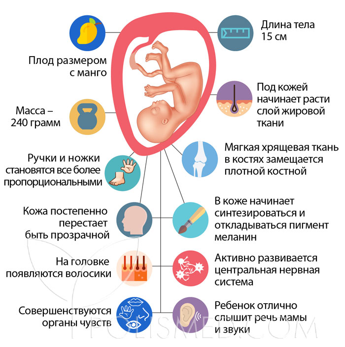 Окружность живота при беременности 19 недель