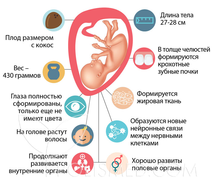 Как выглядит ребенок в 22 недели беременности фото плода и сколько весит