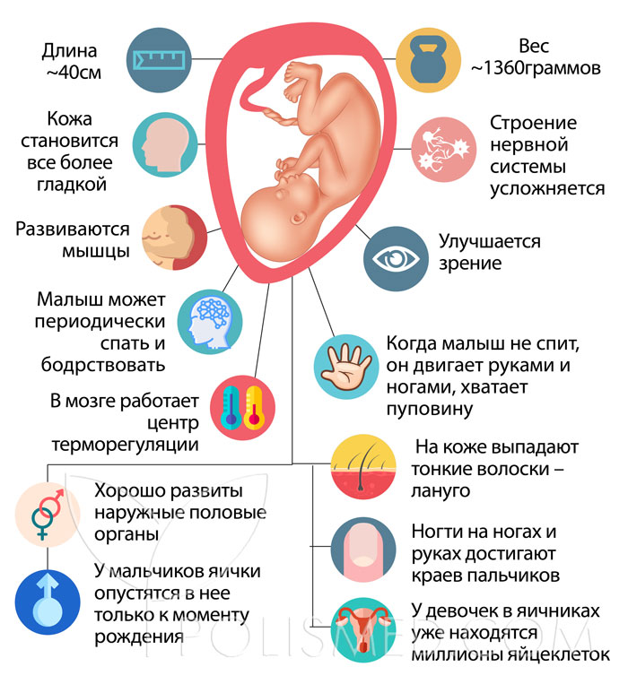 30 недель беременности картинка