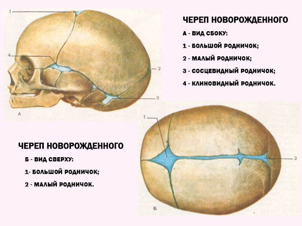 Как формируется череп новорожденного фото 33 неделя беременности :: Polismed.com