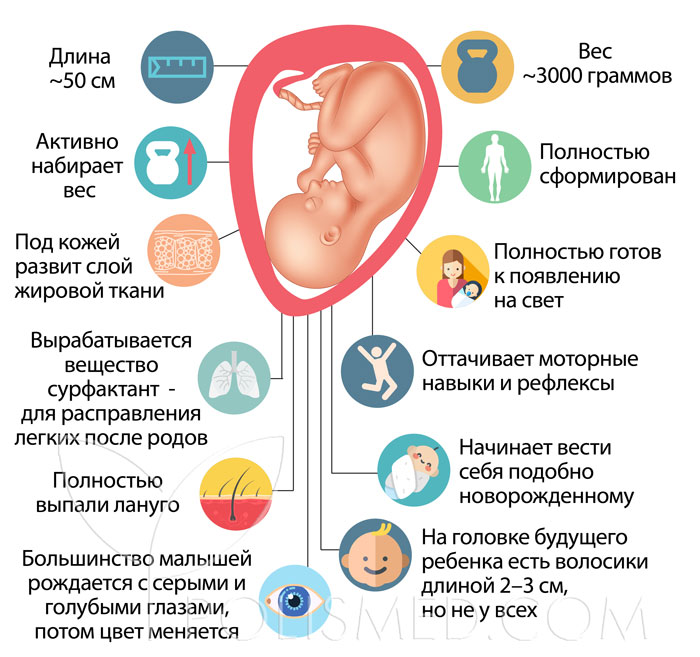 37 недель беременности какой вес