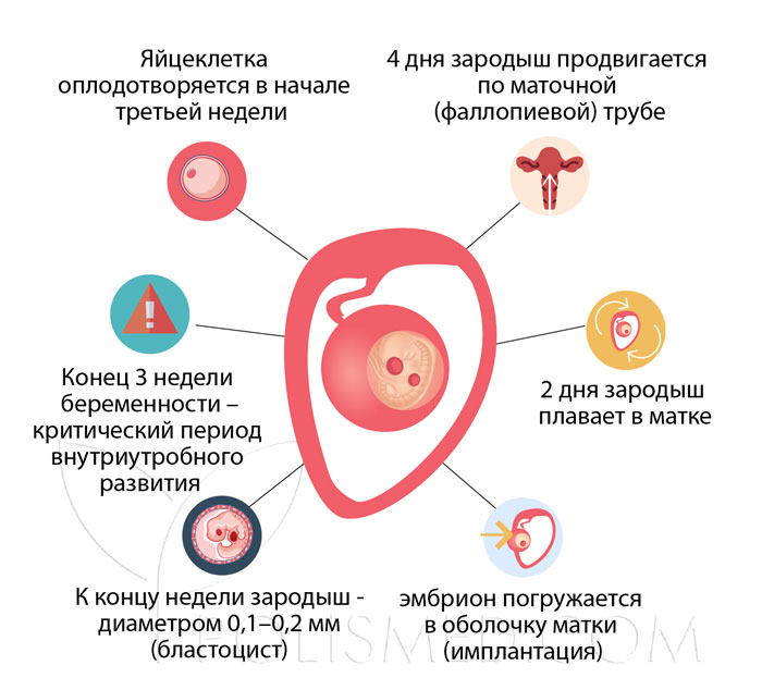 Три недели беременности покажет ли тест