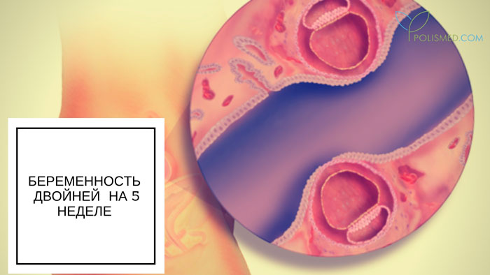 5 неделя беременности от последних месячных