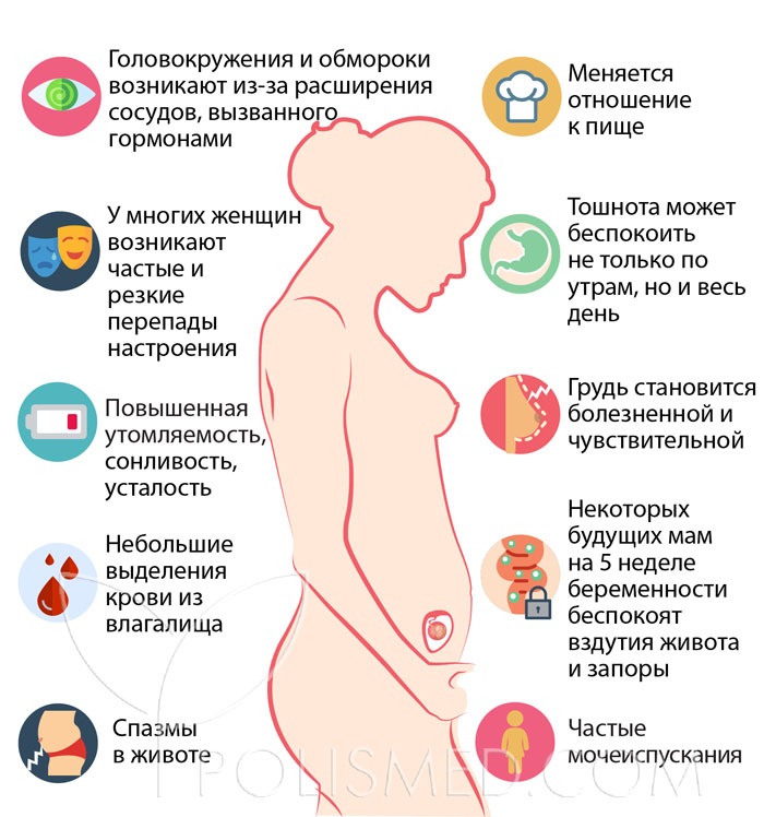 5 неделя беременности от последних месячных