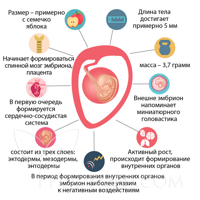 5 неделя беременности от последних месячных