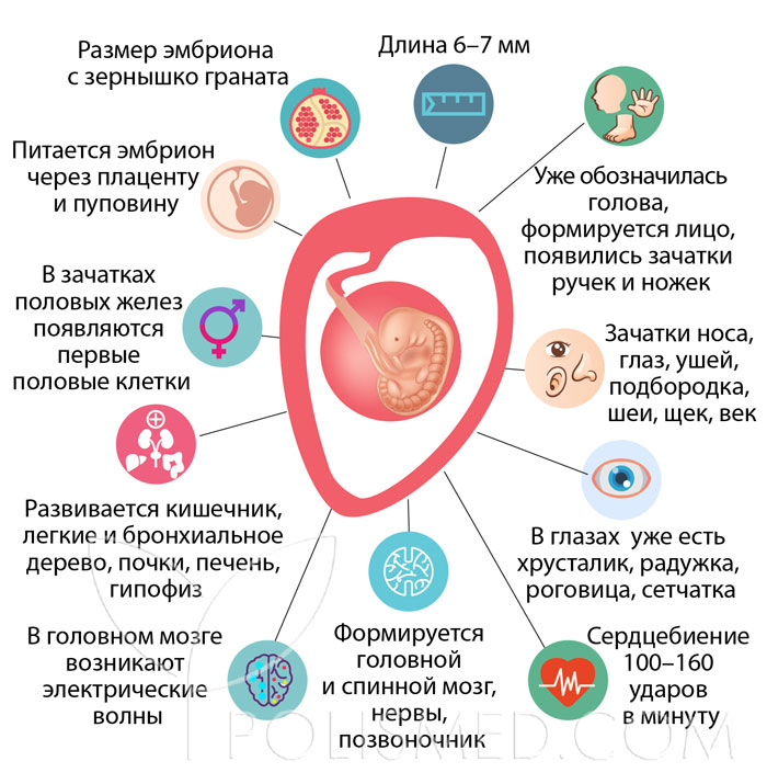 Можно ли заниматься сексом при беременности 6 недель