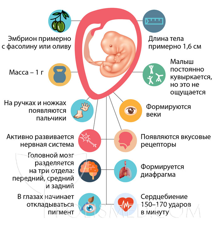 7 недель тошнит. Размер плода на 8 неделе беременности. Размер ребенка 7-8 недель. Развитие ребенка на 7-8 недели беременности. Размер ребёнка на сроке 8 недель беременности.
