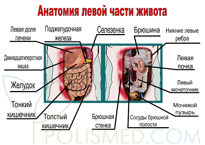 Почему болит внизу левый бок живота у девушки