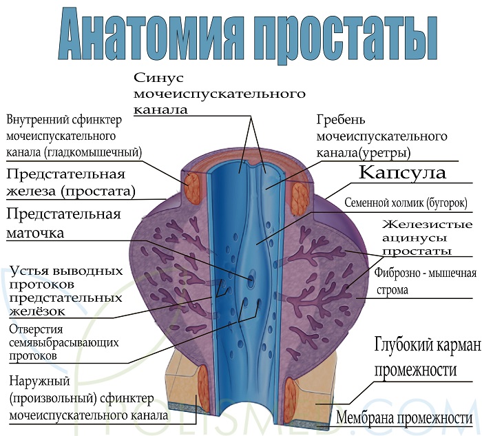Капсула предстательной железы. Внутреннее строение предстательной железы. Схема строения предстательной железы. Анатомическое строение предстательной железы. Строение предстательной железы у мужчин.
