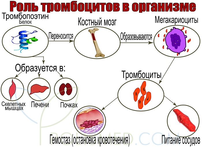 Роль тромбоцитов