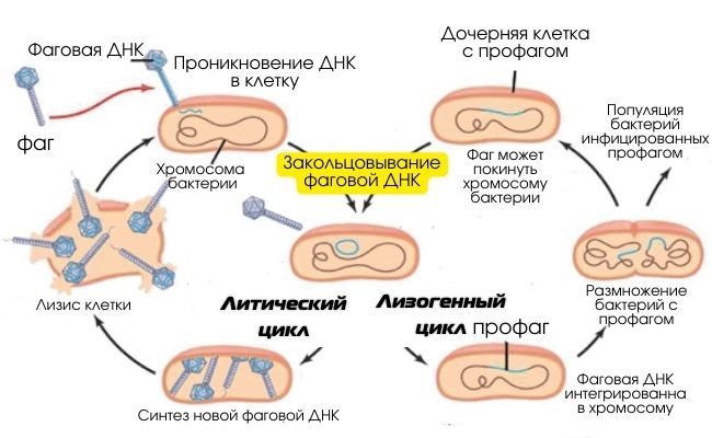 Жизненные циклы фагов