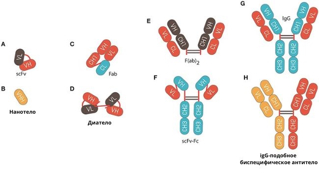 иммуноглобулины