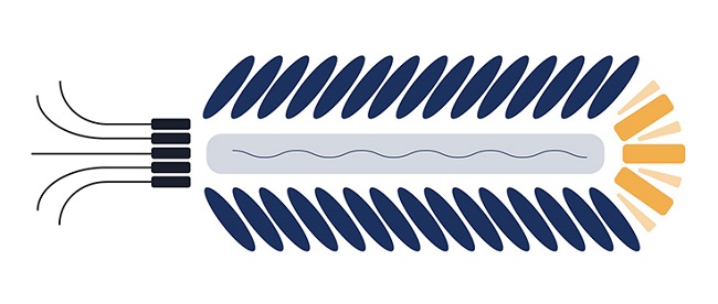 фаговый дисплей