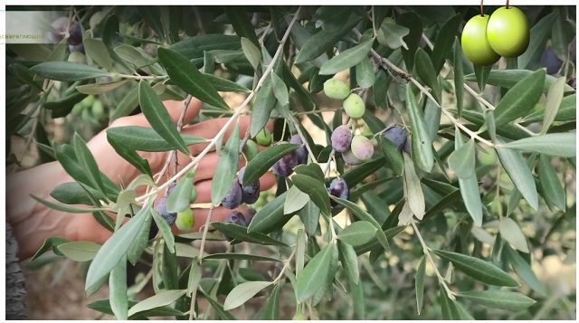 зеленые оливки и черные оливки