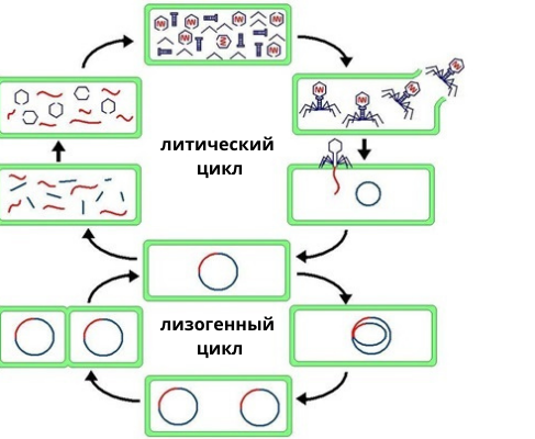 Лизогенный цикл