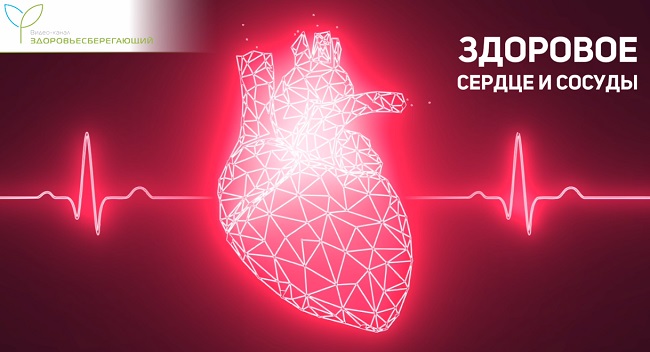 сердце и сосуды