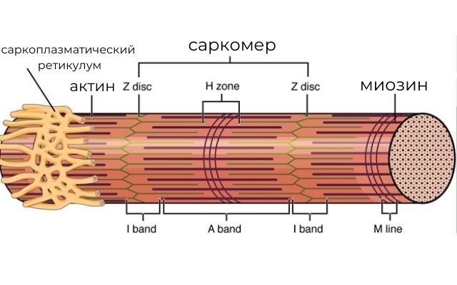 Атф азной активностью обладает белок миофибриллы