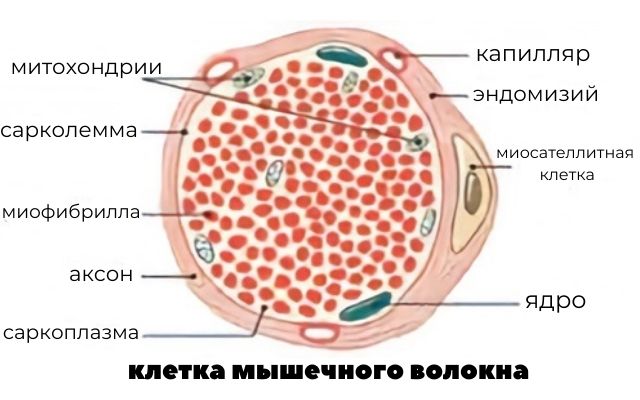 Клетка спутник