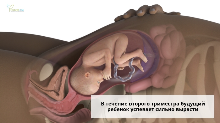 как понять что беременность протекает хорошо во втором триместре. картинка как понять что беременность протекает хорошо во втором триместре. как понять что беременность протекает хорошо во втором триместре фото. как понять что беременность протекает хорошо во втором триместре видео. как понять что беременность протекает хорошо во втором триместре смотреть картинку онлайн. смотреть картинку как понять что беременность протекает хорошо во втором триместре.