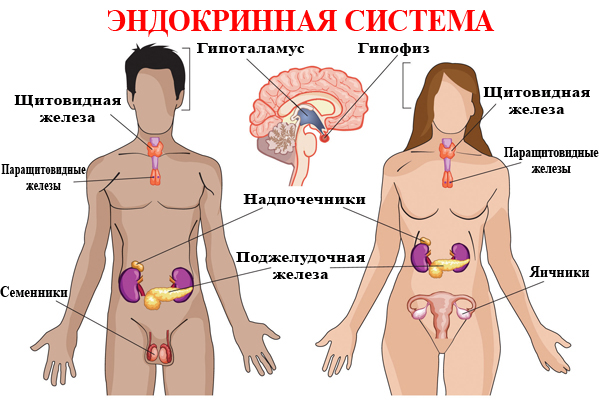 Эндокринная система