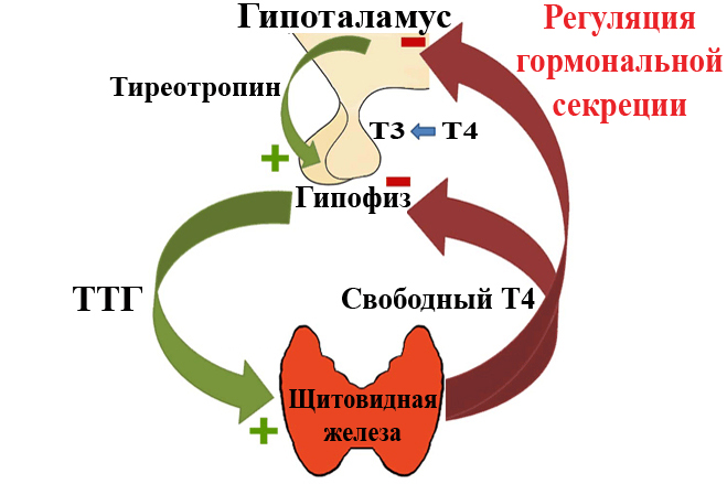 Регуляция гормональной секреции