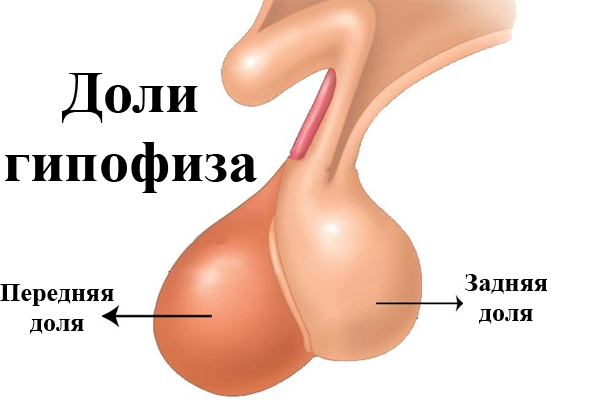 Доли гипофиза