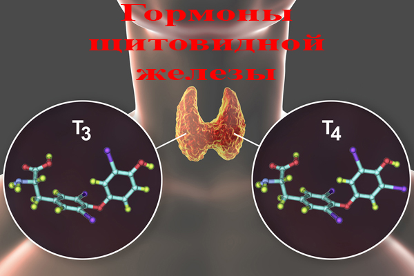 Гормоны щитовидной железы