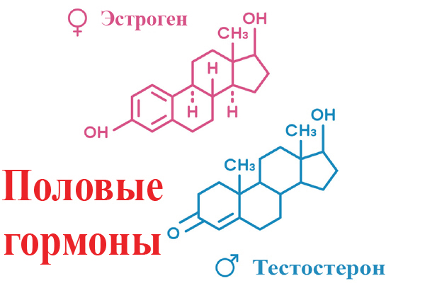 Гипофиз прогестерон. Рилизинг гормоны. Иерархия гормонов.