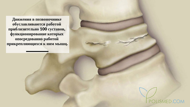 Анатомия позвоночного столба