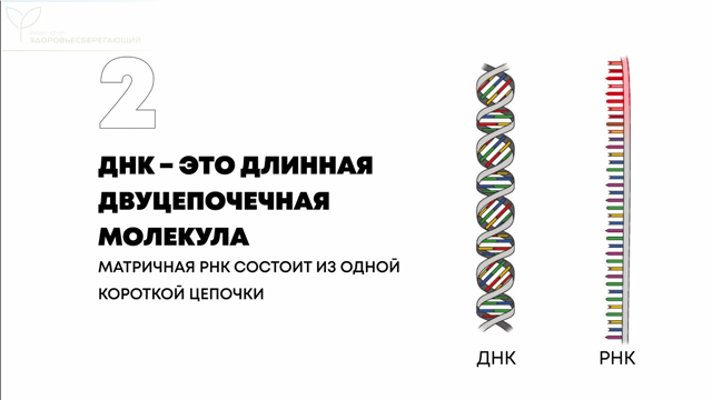 векторная вакцина что это такое простыми словами. Смотреть фото векторная вакцина что это такое простыми словами. Смотреть картинку векторная вакцина что это такое простыми словами. Картинка про векторная вакцина что это такое простыми словами. Фото векторная вакцина что это такое простыми словами